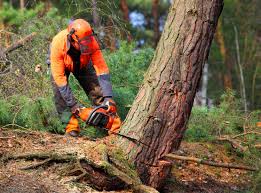 Lawn Watering Services in Lake Riverside, CA