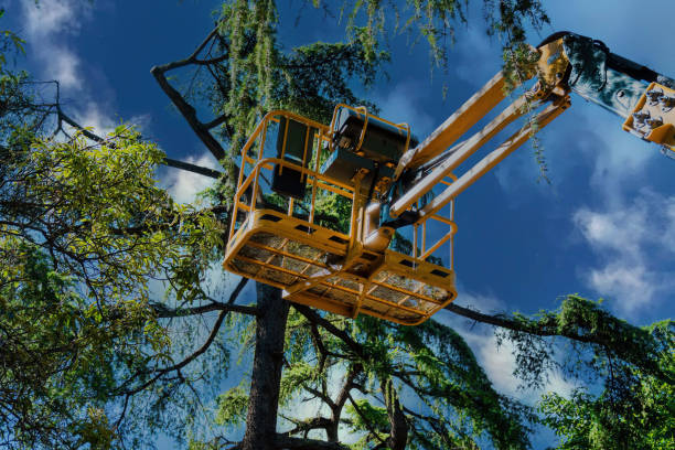 Reliable Lake Riverside, CA Tree Removal Solutions