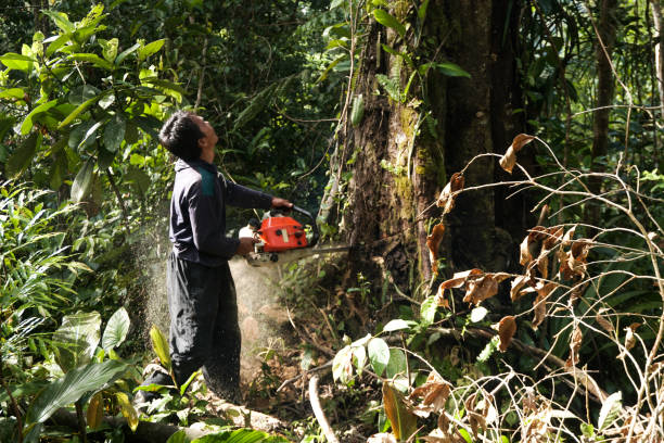 Best Tree Preservation Services  in Lake Riverside, CA