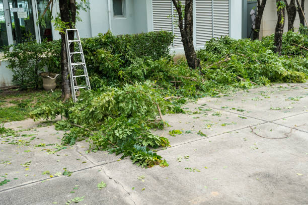 Best Tree Health Inspection  in Lake Riverside, CA