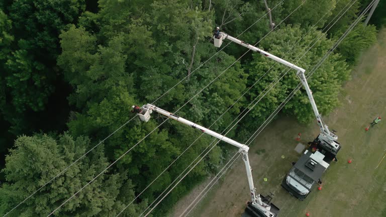 Best Tree Disease Treatment  in Lake Riverside, CA